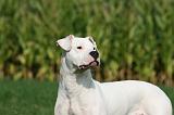 DOGUE ARGENTIN 337